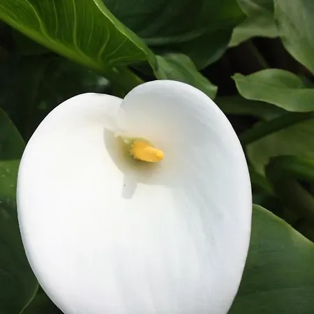 With A Parking Space - 6087