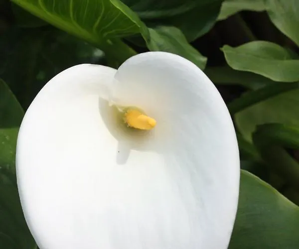 With A Parking Space - 6087